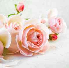 粉红色的玫瑰孤立的白色背景完美的背景问候卡片邀请婚礼生日情人节一天母亲的一天广场比例