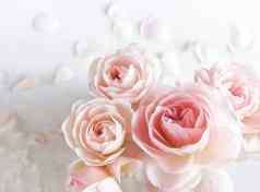 粉红色的玫瑰孤立的白色背景完美的背景问候卡片邀请婚礼生日情人节一天母亲的一天