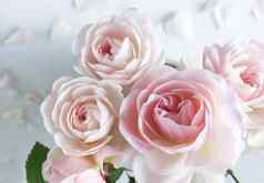 粉红色的玫瑰花瓣孤立的白色背景完美的背景问候卡片邀请婚礼生日情人节一天母亲的一天