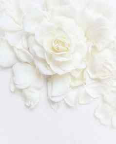 美丽的白色玫瑰花瓣白色背景理想的问候卡片婚礼生日情人节一天母亲的一天