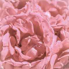 背景美丽的粉红色的玫瑰理想的问候卡片婚礼生日情人节一天母亲的一天