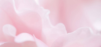 软焦点摘要花背景粉红色的玫瑰花花瓣宏花背景假期品牌设计