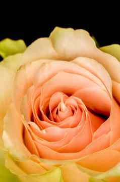 精致的苍白的粉红色的玫瑰孤立的黑色的背景理想的问候卡片婚礼邀请生日情人节一天母亲的一天