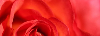 软焦点摘要花背景红色的玫瑰花宏花背景假期品牌设计