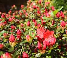 开放美丽的红色的杜鹃花花春天花园园艺概念花背景
