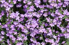 小紫色的埃里努斯alpinus花石头墙花背景