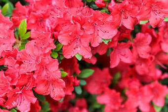 盛开的红色的杜鹃花花露水滴春天花园