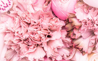 摘要花背景粉红色的康乃馨花花瓣宏花背景假期品牌设计