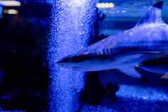 水下图像小鲨鱼游泳水族馆海洋水族馆