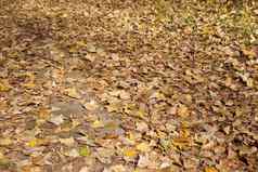 森林秋天叶子下降地面