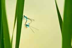 蜻蜓ischnura线虫