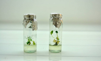 植物Jar