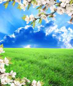 绿色场蓝色的天空花樱桃