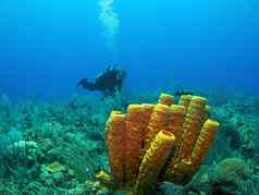 潜水潜水员黄色的管海绵
