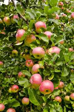 苹果分支成熟的水果自然秋天礼物