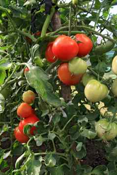 红色的绿色西红柿温室