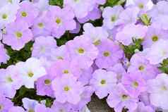 集团光紫罗兰色的花