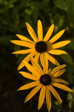 marguerites