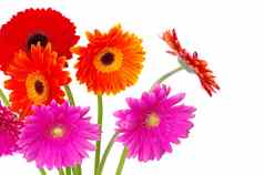 色彩斑斓的Gerberas花