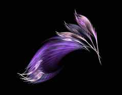 紫罗兰色的羽毛