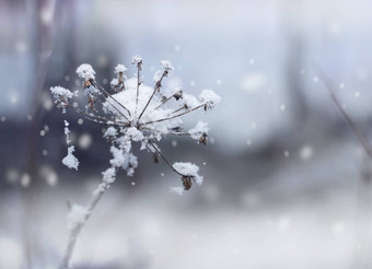 冻花嫩枝冬天降雪