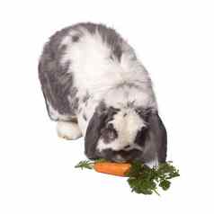 可爱的灰色白色兔子弯曲吃胡萝卜绿色