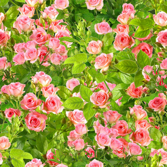 背景分支机构粉红色的玫瑰花
