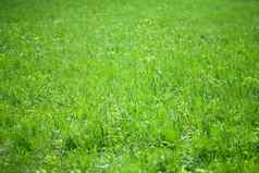 绿色草背景