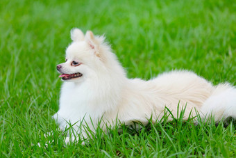 白色波美拉尼亚的狗