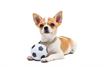 波美拉尼亚的狗年轻的小狗谎言足球