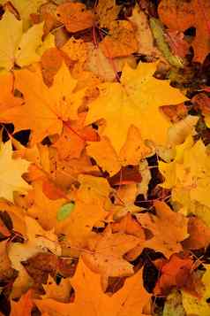 色彩斑斓的秋天叶子背景