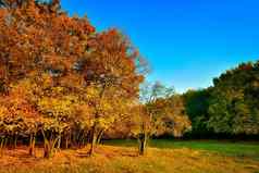 秋天橙色系树