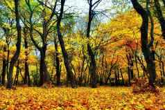 黄色的叶子秋天森林