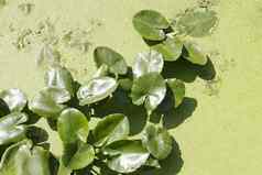 睡莲植物黄睡莲lutea水浮萍