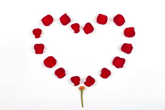 美丽的心红色的玫瑰花瓣孤立的白色