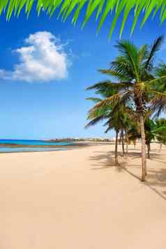 暗礁兰斯洛特playa最后的手段海滩棕榈树