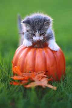 秋天主题小猫图像