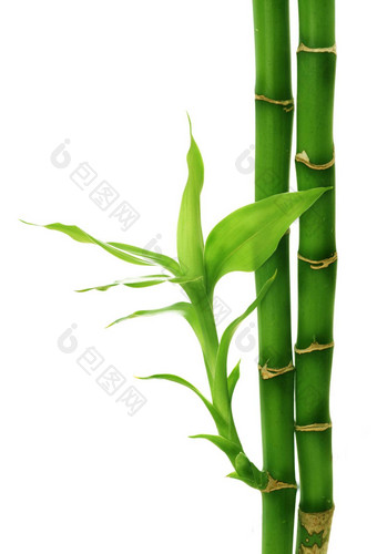 竹子孤立的白色