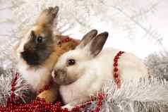 兔子兔子圣诞节