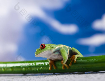 红色的<strong>眼</strong>绿色树青蛙