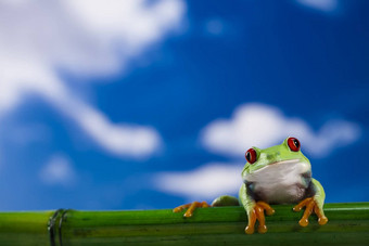 青蛙蓝色的天空