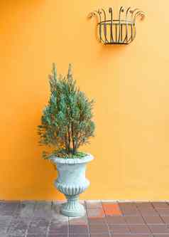 绿色植物古董花瓶橙色墙