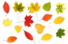 集合美丽的色彩鲜艳的秋天叶子