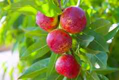 高丽油桃水果树红色的颜色