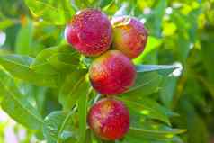高丽油桃水果树红色的颜色