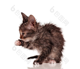 湿小猫