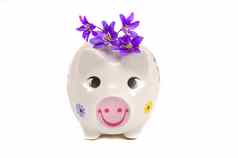 有趣的小猪银行春天紫罗兰色的花
