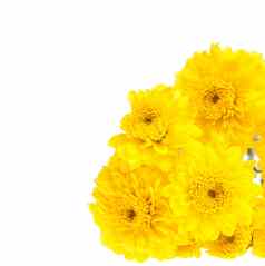 黄色的菊花孤立的白色背景