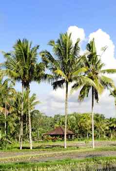 热带景观巴厘岛印尼
