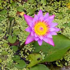 莲花盛开的莲花池塘